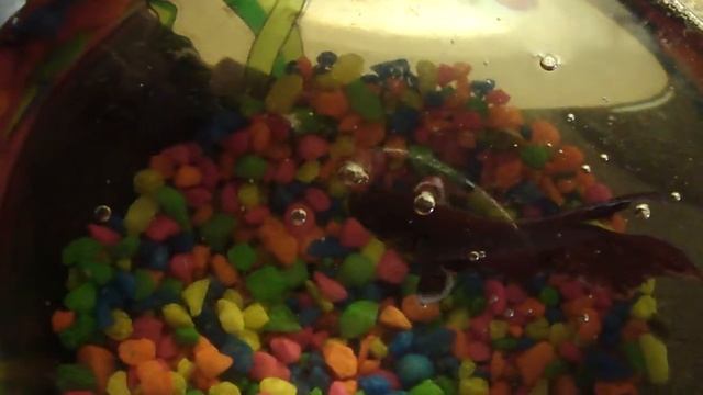 РЫБА- OUR PET FISH FLUFFY смотреть онлайн