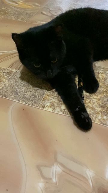 черная кошечка