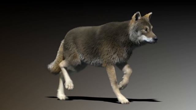 wolf ornatrix run cycle animation смотреть онлайн