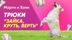 КАК НАУЧИТЬ СОБАКУ ТРЮКОВОЙ КОМАНДЕ "ЗАЙКА", "КРУТЬ И ВЕРТЬ"? / ТУТОР ОТ МАРТИ И ХАНИ