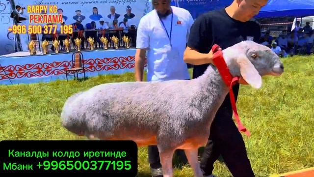 2-Июнь 2024 Выставка Талас 2-Жаш Солук койлор / ЛАЙК БАСЫП КЕТ /@BARPYKG смотреть онлайн