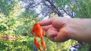 РЕАКЦИЯ РЫБЫ НА ВАРЕНОГО РАКА! Подводная съемка