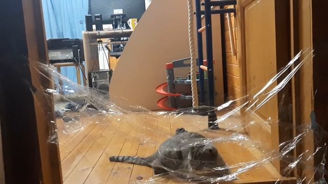 Эксперимент с котом. Кот vs невидемой стены. смотреть онлайн