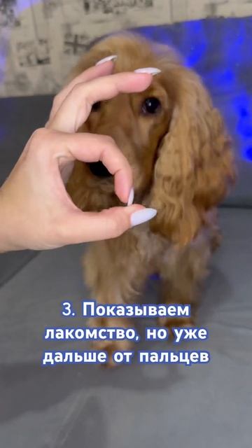 Как научить собаку команде «НОСИК»🐽 #рекомендации #животные #собака #shorts смотреть онлайн