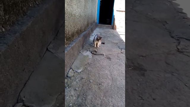 Кошка убила ужа смотреть онлайн