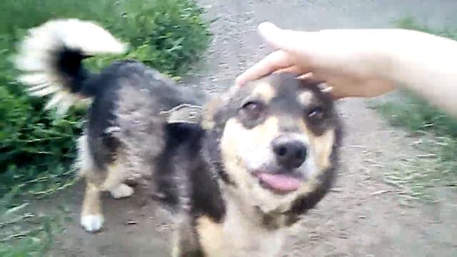 Собачка Кнопа смотреть онлайн