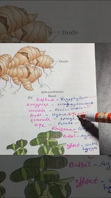 reproduction in organisms example in 1 min смотреть онлайн