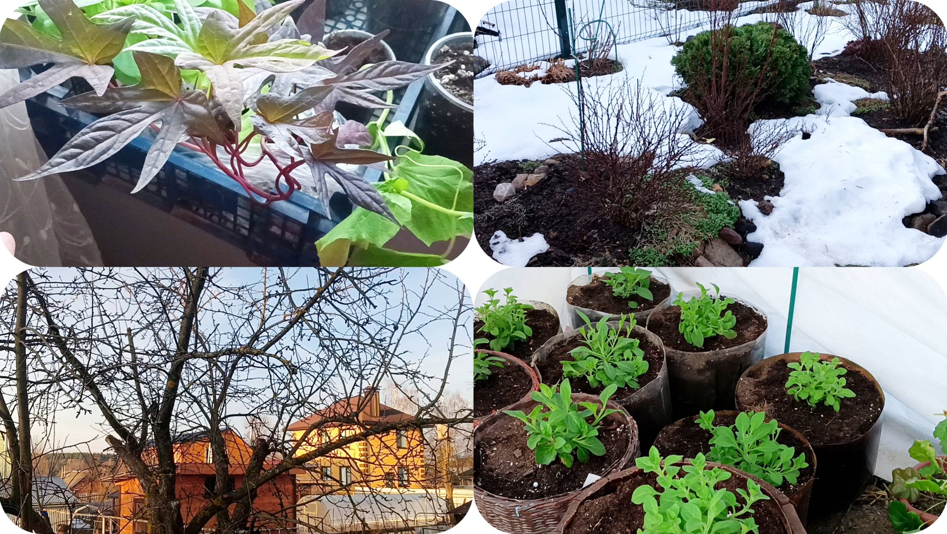 Погода налаживается. Петунии- первая ночь в неотапливаемой теплице. Места не хватает. смотреть онлайн