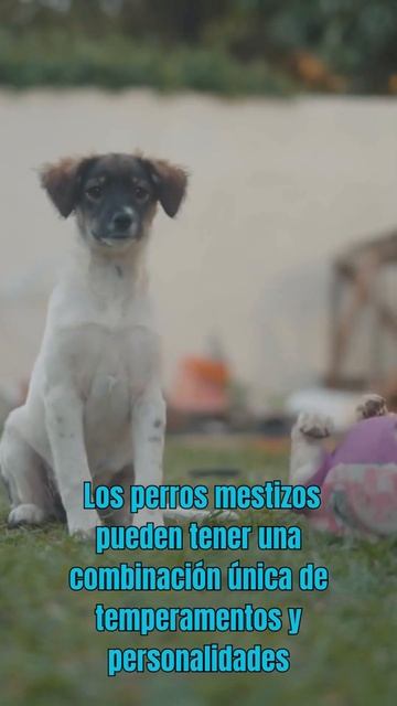 5 datos curiosos de los perritos mestizos que debes conocer смотреть онлайн
