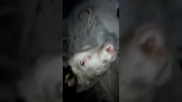 Похищенную корову затолкали в багажник легкового авто в ВКО| Видео Nur.kz смотреть онлайн