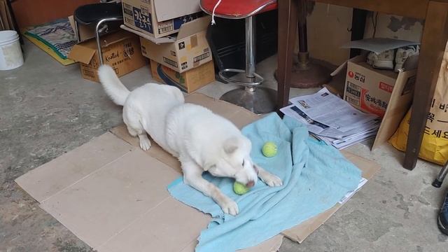 던지기 신공 초식 연습중인 풍산개 문수 Korean Dogs корейская собака Cani coresi Chiens Coréens Perros coreanos Hunde смотреть онлайн