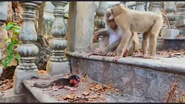 История с продолжением. Макака долго не могла принять решение, ... 000046852.mp4 смотреть онлайн