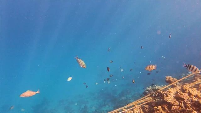 Ägypten Urlaub 2024 - Heute gehen wir zum Schnorcheln ins Rote Meer 🐠 смотреть онлайн