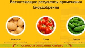 🚫 Когда нужно обрабатывать газон от сорняков