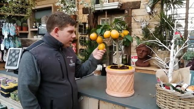 Lemon Tree - Christmas Gifts 2019 - Clarenbridge Online Garden Centre Ireland смотреть онлайн