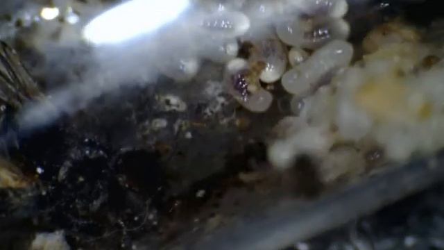 Ameisen смотреть онлайн