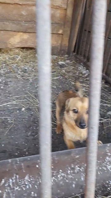 #друг#животные#собака смотреть онлайн