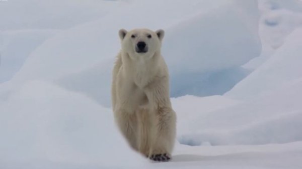 Polar Bears vs. Grizzly Bears: Which Would Win in a Fight?