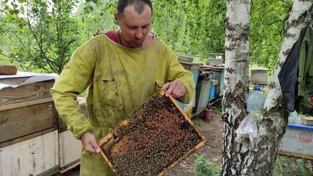 Пчеловодство. Пчеловод экстремал! Аттракцион пчеловода! Супер добрые пчёлы. #Пчеловодство #Рой смотреть онлайн