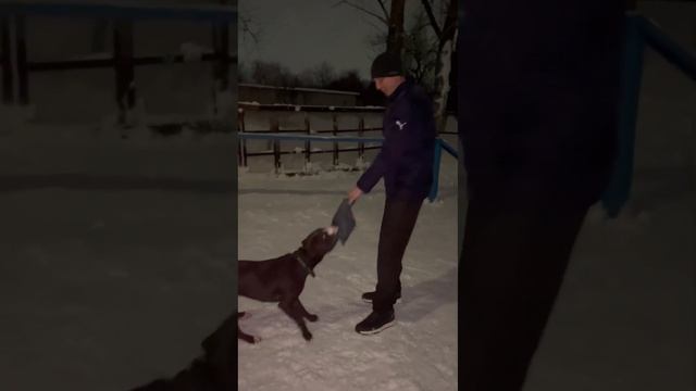 Vlogmas Dog. Собачья площадка. Наряжаем ёлочку. Прыжки по стене. смотреть онлайн