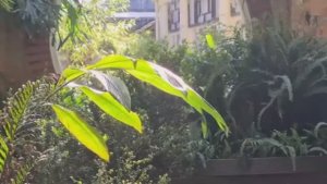 Бирмингем и ботанический сад