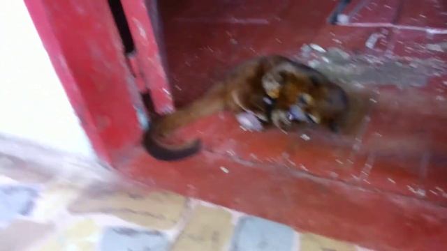 OLINGUITO смотреть онлайн