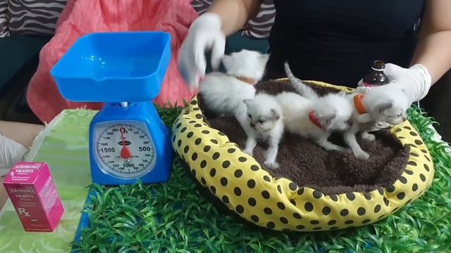 HOW TO DEWORM A KITTEN. смотреть онлайн