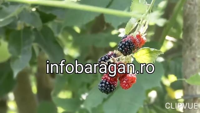 Plante exotice de padure,aclimatizate in Romania смотреть онлайн