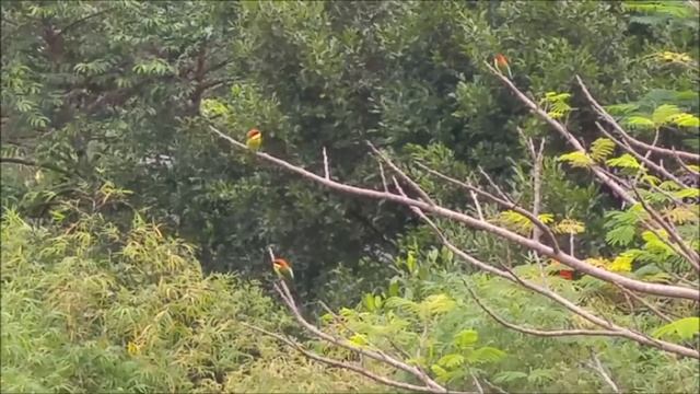 Birds in Phuket: chestnut-headed bee-eater (Merops leschenaulti) a.k.a. bay-headed bee-eater смотреть онлайн