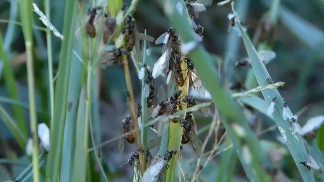 Départ de vol nuptial (Formicidae-Hymenoptera) Seq.1 смотреть онлайн