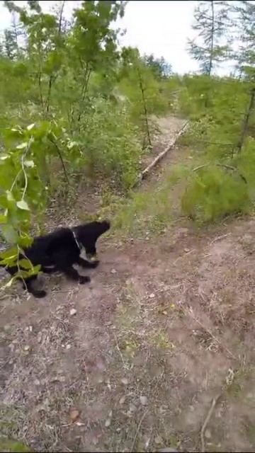 Русский охотничий спаниель смотреть онлайн