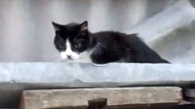 Кот-"по-забору-ходец" смотреть онлайн