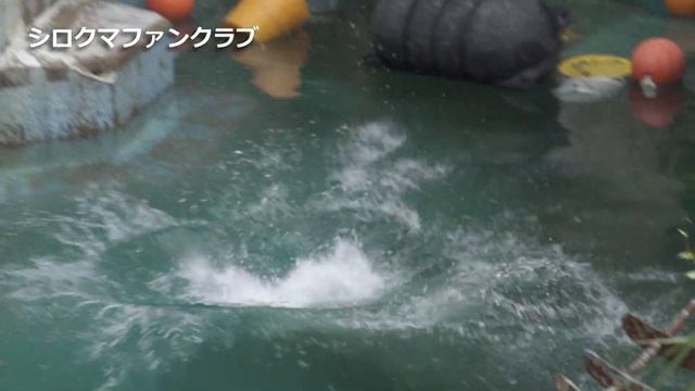 大物に挑戦する💗シロクマのホウちゃん【天王寺動物園】 смотреть онлайн