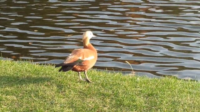 Уточка "фотомодель" 🦆📸🎥 смотреть онлайн