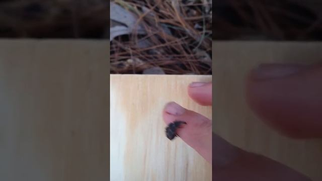 Prehistoric looking trilobite beetle! смотреть онлайн