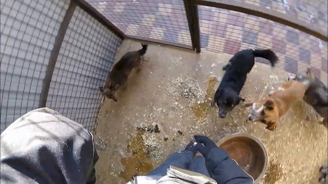 08.02.2023 г. Кинологи в приюте для бездомных животных "Лисёна" смотреть онлайн