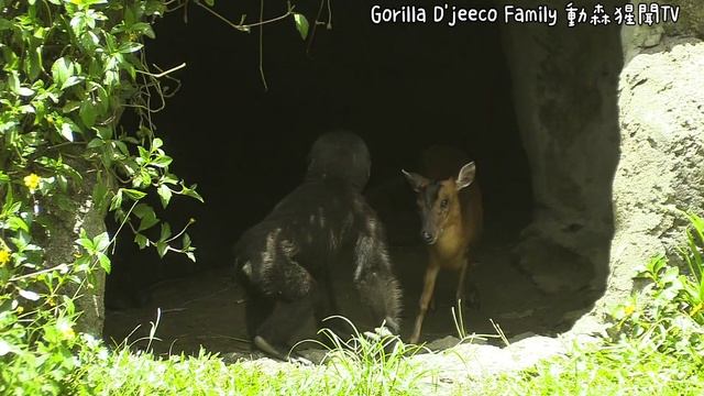 D'jeeco Family|Gorilla|Taipei zoo|Ringo tries to get close to muntjac, Ringo secretly kisses muntja смотреть онлайн