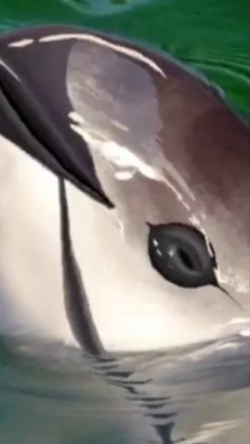 la vaquita marina en peligro😱😱 #shorts #vaquitamarina #viral #tendencia смотреть онлайн