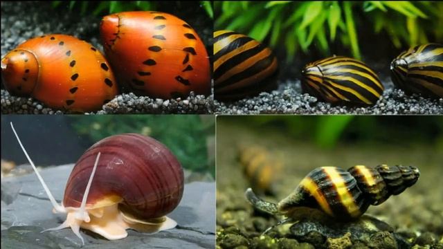 Top 10 | Best Gallon Aquarium смотреть онлайн