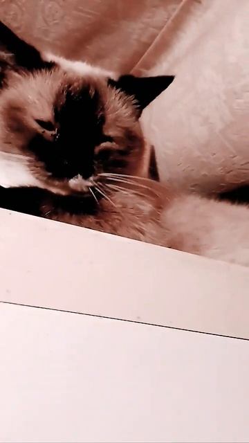 РЕБЯТА ПОДПИСЫВАЙТЕСЬ СТАВЬТЕ ЛАЙКИ! И ПИШИТЕ КОММЕНТАРИИ смотреть онлайн