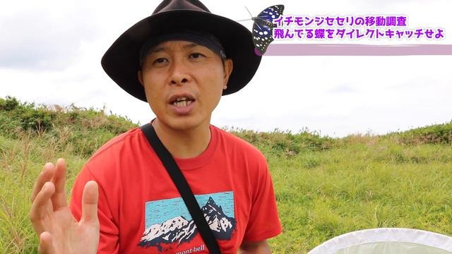 【地味過ぎる】ラストにまさか？！あの蝶をGET！？イチモンジセセリ移動調査！後編！！？蝶太郎物語りNo.208 смотреть онлайн