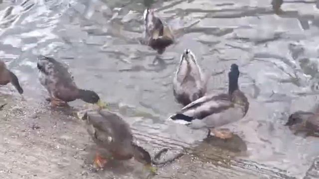 Ducks on the Mole river in London லண்டனில் மோல் நதியில் வாத்துக்கள். смотреть онлайн