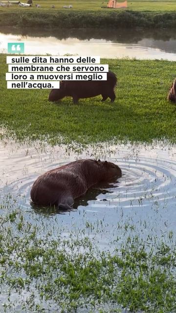 🌿🦙 5 CURIOSITÀ INCREDIBILI sui CAPYBARA! Non Immagini la Numero 3! 😱🔥 смотреть онлайн