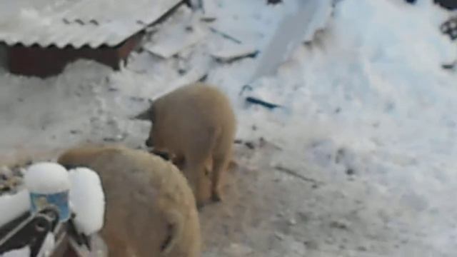 -24 содержание венгерской мангалицы!!!!первые впечатления))) смотреть онлайн