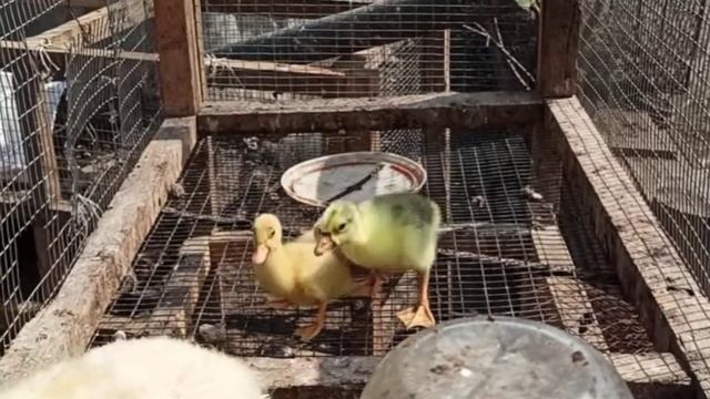 БУНТ ГАДКОГО УТЁНКА/УТЁНОК НЕ ХОЧЕТ БЫТЬ МАМКОЙ ДЛЯ МЕЛКИХ/ смотреть онлайн