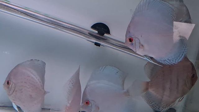 cobalt discus смотреть онлайн
