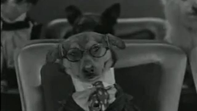 Wonder Dog - Ruff Mix смотреть онлайн