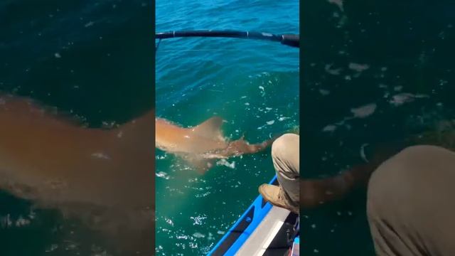 We caught a shark off a jetski #seadoo #fishpro #jetskifishing #shark #shorts смотреть онлайн