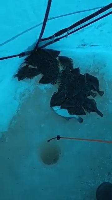 Рыбалка в Тавричанке! #рыбалка #тавричанка #зимняярыбалка смотреть онлайн