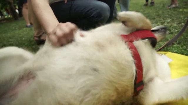 День Zoo Днем Всем по собаке смотреть онлайн